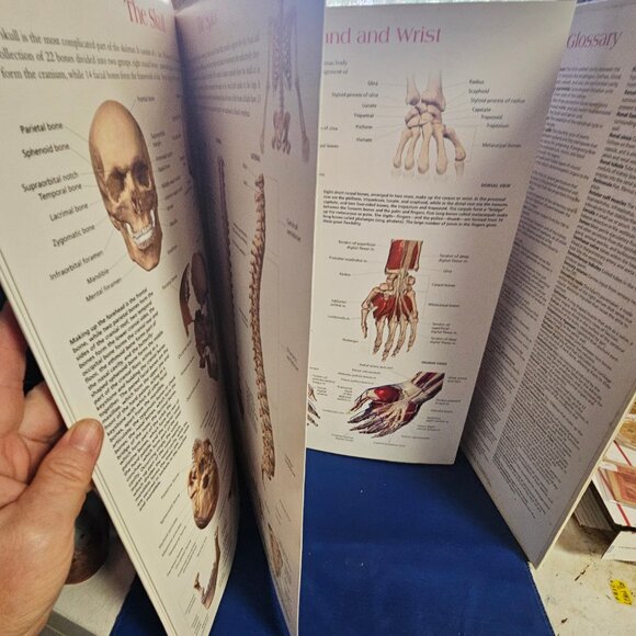 Wallchart of Human Anatomy: 3 D Full-Body Images, Detailed System Charts - Picture 3 of 6